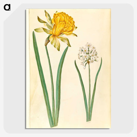 1-83_Maria-Sibylla-Merian_picture-crop