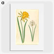 1-83_Maria-Sibylla-Merian_picture
