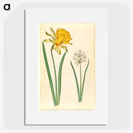 1-83_Maria-Sibylla-Merian_picture