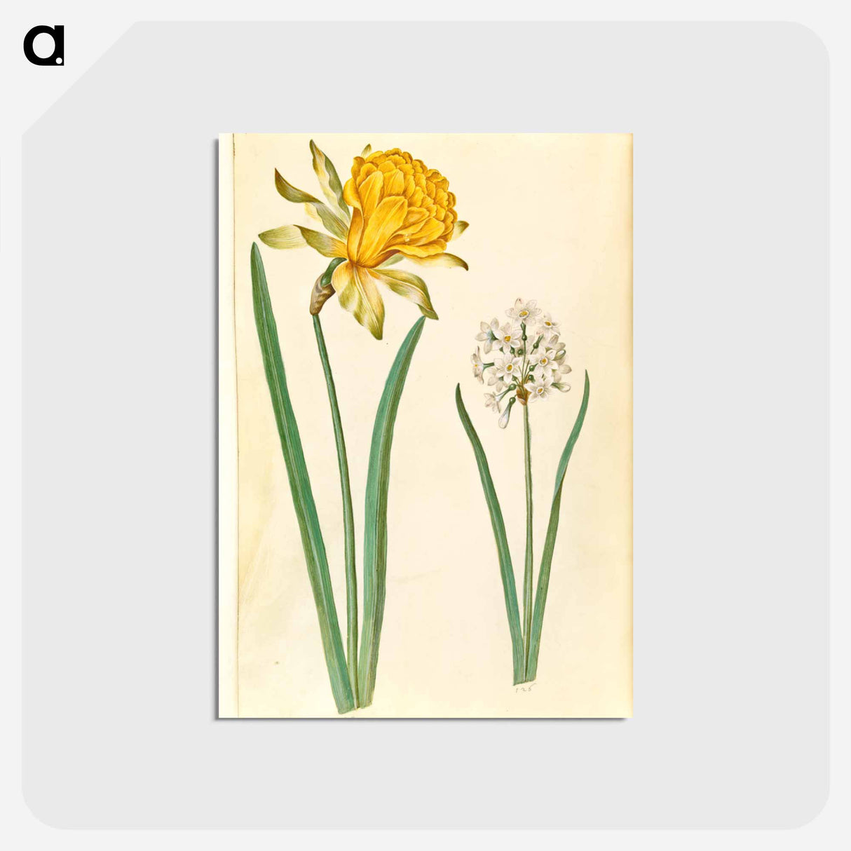 アートポストカード-Narcissus
 - マリア ジビーラ メーリアン Postcard.