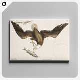 1-83_Mark-Catesby_canvas