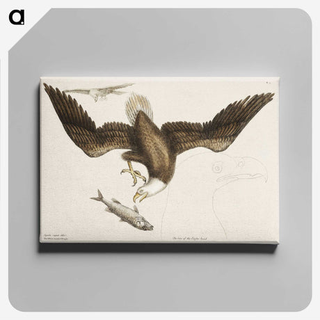 1-83_Mark-Catesby_canvas