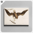 アートパネル-White Headed Eagle
 - マーク ケイツビー Canvas.