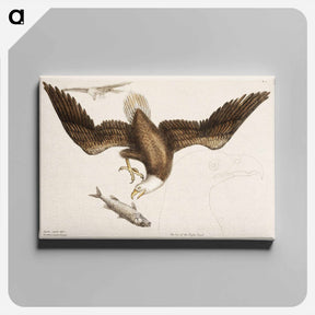 アートパネル-White Headed Eagle
 - マーク ケイツビー Canvas.