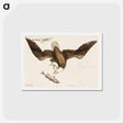 アートポストカード-White Headed Eagle
 - マーク ケイツビー Postcard.