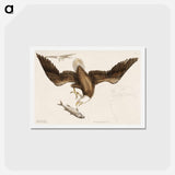 アートポストカード-White Headed Eagle
 - マーク ケイツビー Postcard.