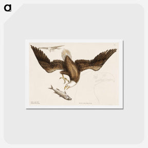 アートポストカード-White Headed Eagle
 - マーク ケイツビー Postcard.