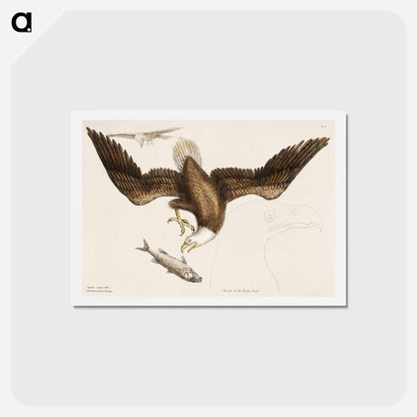 アートポストカード-White Headed Eagle
 - マーク ケイツビー Postcard.