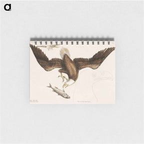 アートメモ帳-White Headed Eagle
 - マーク ケイツビー Memo.
