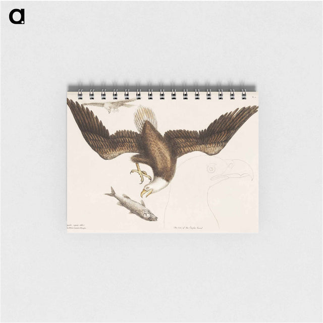 アートメモ帳-White Headed Eagle
 - マーク ケイツビー Memo.