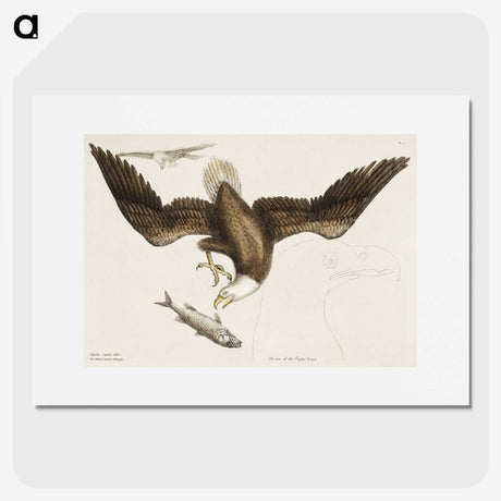 1-83_Mark-Catesby_picture