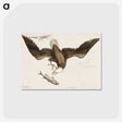 1-83_Mark-Catesby_postcard