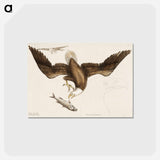 アートポストカード-White Headed Eagle
 - マーク ケイツビー Postcard.