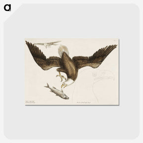 1-83_Mark-Catesby_postcard