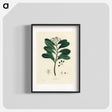 アートポスター-Canella alba Illustration
 - 薬用植物学 Poster.