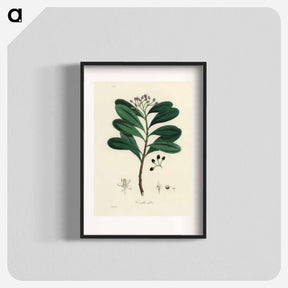 アートポスター-Canella alba Illustration
 - 薬用植物学 Poster.