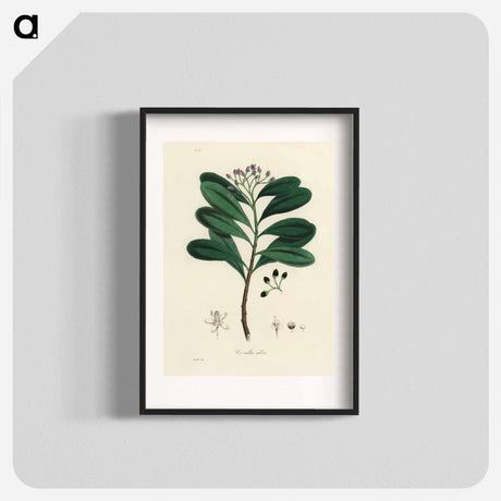 アートポスター-Canella alba Illustration
 - 薬用植物学 Poster.