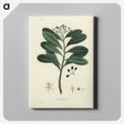 1-83_Medical-Botany_canvas