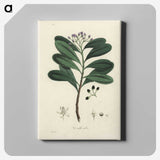 1-83_Medical-Botany_canvas