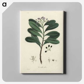 1-83_Medical-Botany_canvas