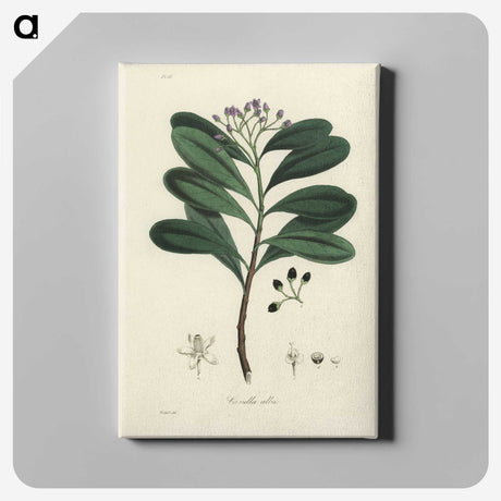 1-83_Medical-Botany_canvas