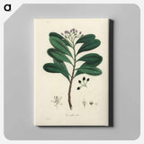 アートパネル-Canella alba Illustration
 - 薬用植物学 Canvas.