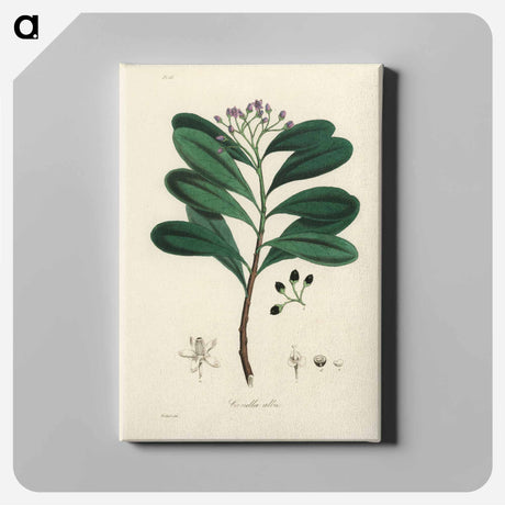 アートパネル-Canella alba Illustration
 - 薬用植物学 Canvas.