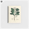 アートメモ帳-Canella alba Illustration
 - 薬用植物学 Memo.