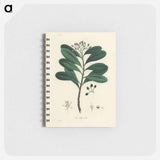 アートメモ帳-Canella alba Illustration
 - 薬用植物学 Memo.