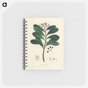 アートメモ帳-Canella alba Illustration
 - 薬用植物学 Memo.