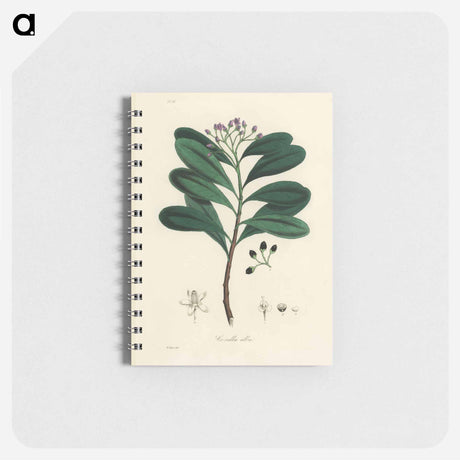 アートメモ帳-Canella alba Illustration
 - 薬用植物学 Memo.