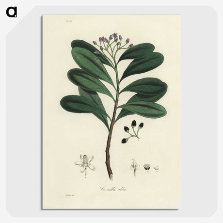 1-83_Medical-Botany_picture-crop