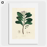 アートポスター-Canella alba Illustration
 - 薬用植物学 Poster.