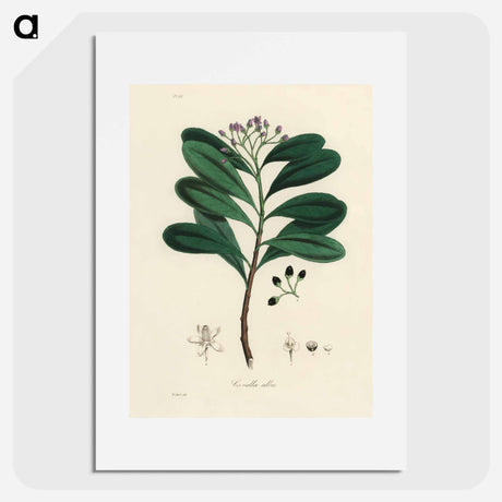 アートポスター-Canella alba Illustration
 - 薬用植物学 Poster.