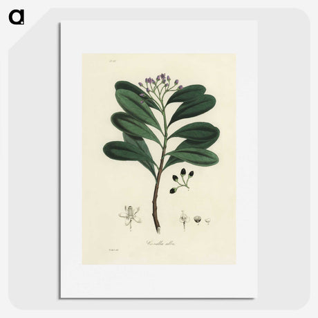 1-83_Medical-Botany_picture