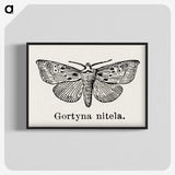 1-83_Moths-and-Butterflies-of-the-United-States_blk-crop