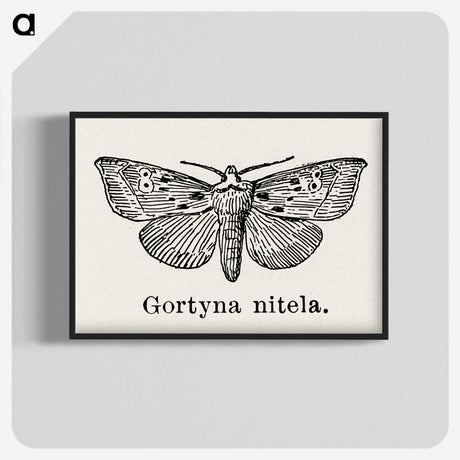 1-83_Moths-and-Butterflies-of-the-United-States_blk-crop