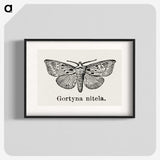 1-83_Moths-and-Butterflies-of-the-United-States_blk