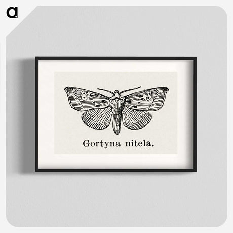 1-83_Moths-and-Butterflies-of-the-United-States_blk