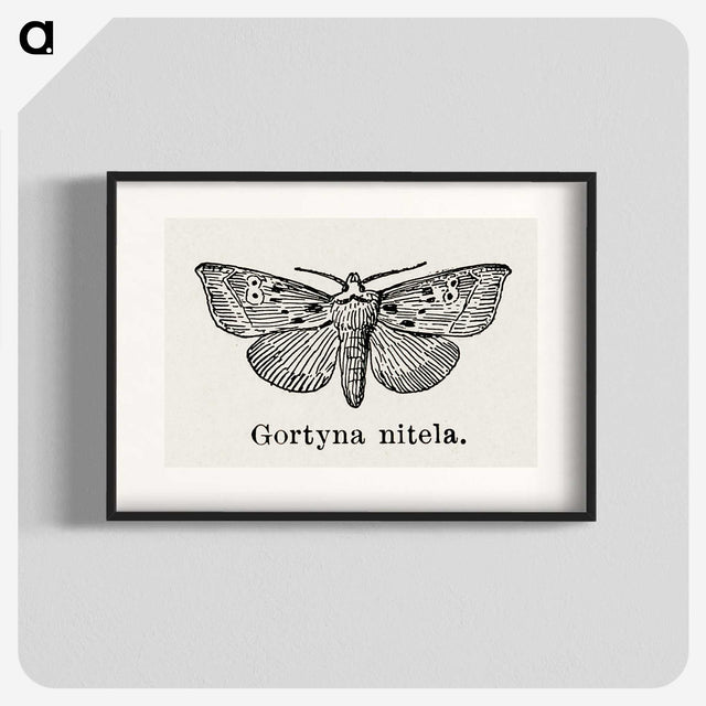 1-83_Moths-and-Butterflies-of-the-United-States_blk