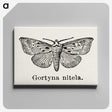 1-83_Moths-and-Butterflies-of-the-United-States_canvas