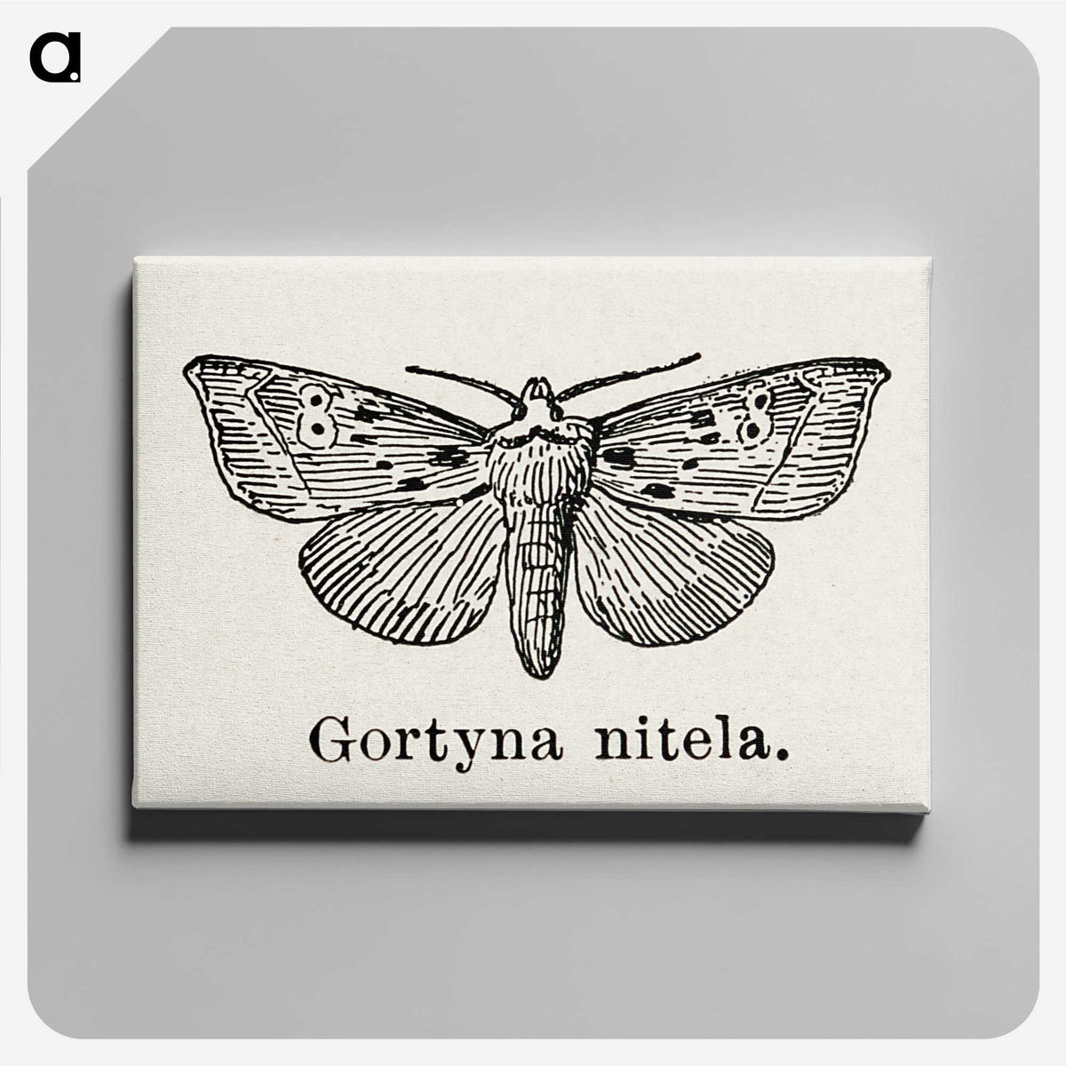 1-83_Moths-and-Butterflies-of-the-United-States_canvas