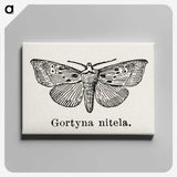 1-83_Moths-and-Butterflies-of-the-United-States_canvas