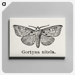 1-83_Moths-and-Butterflies-of-the-United-States_canvas