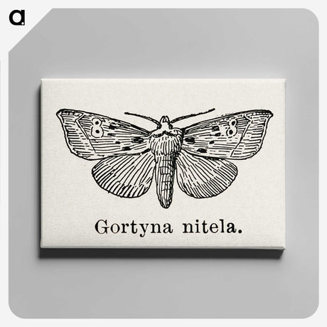 1-83_Moths-and-Butterflies-of-the-United-States_canvas