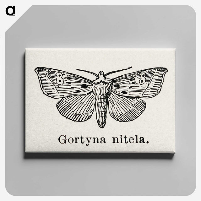 1-83_Moths-and-Butterflies-of-the-United-States_canvas
