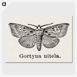 1-83_Moths-and-Butterflies-of-the-United-States_picture-crop