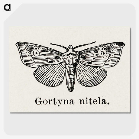 1-83_Moths-and-Butterflies-of-the-United-States_picture-crop
