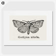 1-83_Moths-and-Butterflies-of-the-United-States_picture