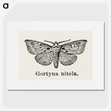 1-83_Moths-and-Butterflies-of-the-United-States_picture